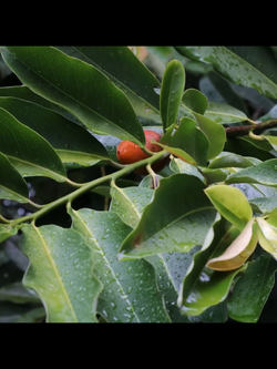 มะริด พันธุ์ไทย สีแดง / เม็ด