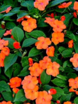 เทียนฝรั่ง (Busy Lizzie) สีส้ม / 230 เม็ด (UK)