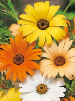 อัฟริกัน เดซี่ (African Daisy) คละสี / 150 เม็ด (Serbia)