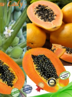 มะละกอ เยลโล่ เลดี้ (Yellow Lady Papaya) / 10 เม็ด (Sri Lanka)