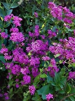 ควีน แอนส์ เลซ (Queen Anne's Lace) สีชมพู / 25 เม็ด (Australia)