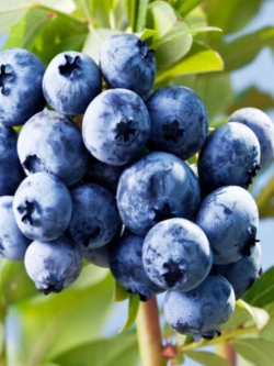 บลูเบอรี่ (Blueberry) / 50 เม็ด