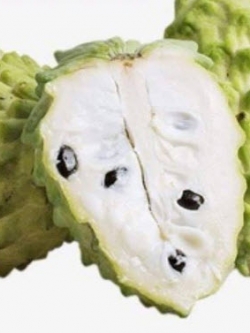 ต้นน้อยหน่าสับปะรด หรือฟ้งหลีซื่อเจีย กระถาง 12 นิ้ว สูง 50-60 ซ.ม. / ต้น