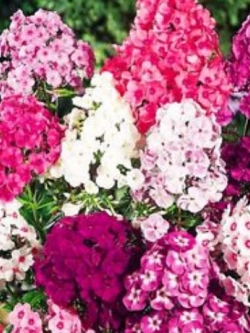 ฟลอกซ์พันธุ์เตี้ย (Flox) คละสี / 500 เม็ด (UK)