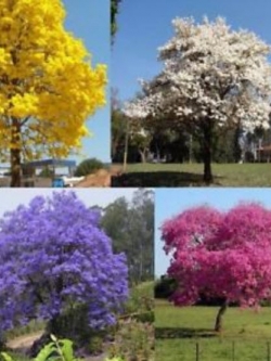 ศรีตรัง (Jacaranda mimosifolia) คละสี / 10 เม็ด (Brazil)