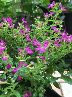 ต้นหลิวม่วง สูง 20-30 ซ.ม. / ต้น