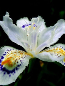 แจแปนีส ไอริส (Japanese Iris) สีขาว / 10 เม็ด