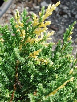 สนแซมทอง (Chinese Juniper) หรือสนพลุทอง กระถาง 10 นิ้ว