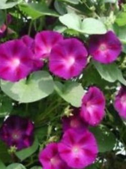 มอนิ่ง กลอรี่ (Morning glory - Crimson Ramber) สีแดงเข้ม / 50 เม็ด (USA)
