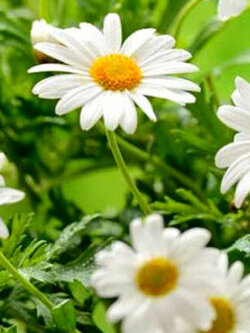 เยอรมัน คาโมมายล์ (German Chamomile) / 20,000 เม็ด (UK)