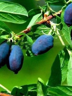 ฮันนี่เบอรี่ หรือแฮสแคป / 50 เม็ด (นอก)