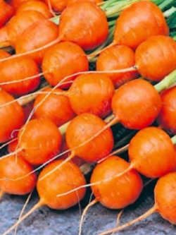 แครอท ปาริเซียน (Parisian carrot) ลูกกลมสีส้ม / 200 เม็ด