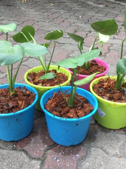 ต้นมอนสเตอร่า ไจแอนท์ (M) / ต้น