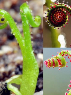 สนน้ำค้างโปรตุเกส (Drosophyllum) / 35 เม็ด