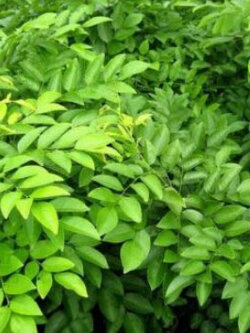 พะยูงหอม หรือ ฮวงฮัวลี่ (Dalbergia odorifera) / 25 เม็ด (France)