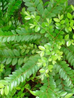 ต้นสั่งทำ หรือล่ำซำ ถุงดำ สูง 35-50 ซ.ม. / ต้น