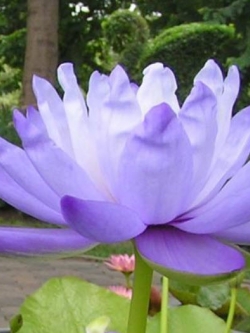 บัวไจกันเตีย (Jigantia) สีน้ำเงิน / 100 เม็ด