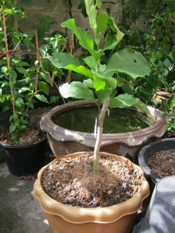 ต้นจำปีแดง สูง 80 ซ.ม. (กระถาง) / ต้น