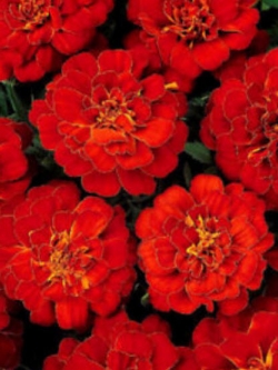 ดาวเรืองฝรั่งเศส สีแดง / 30 เม็ด