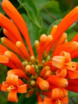 พวงแสด (Orange Trumpet) / 10 เม็ด