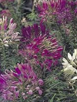เสี้ยนฝรั่ง (Cleome spinosa) คละ / 100 เม็ด (USA)