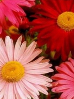 เดซี่ แชสต้า (Daisy Shasta) คละสี กลีบซ้อน / ซอง 80 เม็ด (Lithuania)