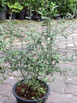 ต้นโคโรเกีย (Corokia) ใบเงิน สูง 50-70 ซ.ม. / ต้น (Holland)*