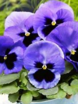 แพนซี (Pansy) สีฟ้า / 50 เม็ด