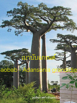 ต้นเบาบับแกรนด์ Baobab - Adansonia grandidieri ขนาด 40-50 ซ.ม.