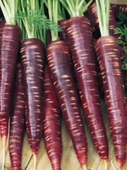 แครอท (Carrot) สีม่วง / 500 เม็ด