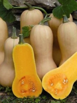 ฟักบัทเตอร์นัท (Butternut pumpkin / Butternut squash) / 10 เม็ด (Greece)