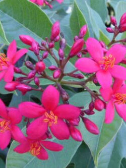 ต้นเข็มปัตตาเวีย กระถาง 8 นิ้ว สูง 40-60 ซ.ม.