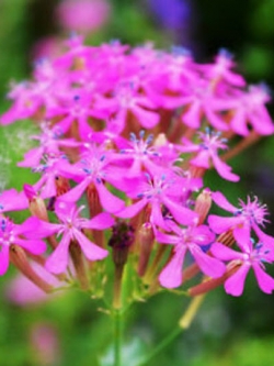 แคทฟลาย - คาร์มาย พิ้งค์ (Pink Carmine Catchfly) / 500 เม็ด (UK)