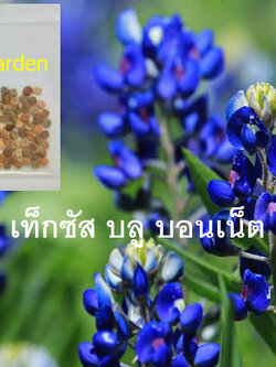 บลูบอนเน็ต / เท็กซัส บลูบอนเน็ต (Blue Bonnet) / 100 เม็ด (USA)