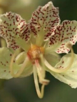 กล้วยไม้ต้น (Orchid Tree / B. Retusa) / 5 เม็ด (Italy)