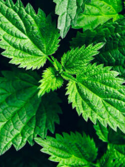 สตริงกิง เนทเติล (Stinging Nettle / Urtica dioica) / 1,300 เม็ด (UK) *