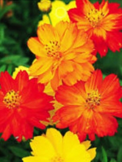 ดาวกระจาย (Cosmos) คละ / ซอง 50 เม็ด (A095)