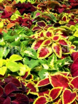 ฤาษีผสม (Coleus Hybridus) คละสี / 700 เม็ด (UK)