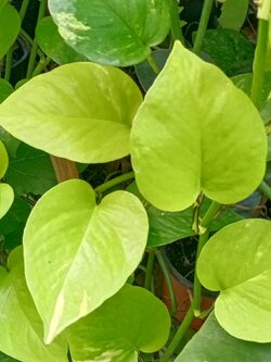 ต้นพลูด่างทอง ราชินีสีทอง กระถาง 4 นิ้ว