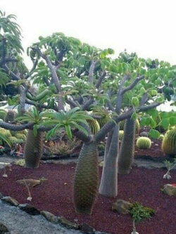 ปาล์มมาดากัสการ์ (Madagascar Palm) / 5 เม็ด (Portugal)