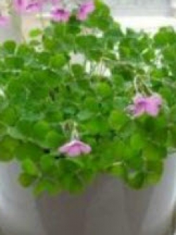 โคลเวอร์ (Clover) สีม่วง / 100 เม็ด