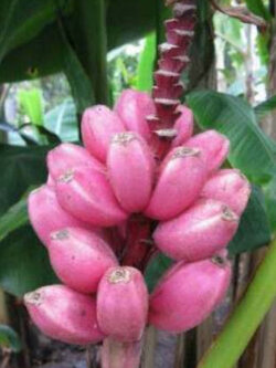 กล้วยรุ่งอรุณ หรือกล้วยดอกบัวอัสสัม (Musa Velutina) / 5 เม็ด (Spain)*