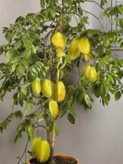 มะเฟือง (Carambola) ต้นเตี้ย / 25 เม็ด (นอก)