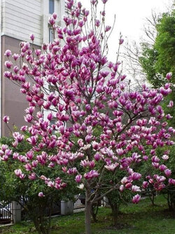 ต้น แมกโนเลีย Magnolia ดอกสีม่วง สูง 60-100 ซ.ม. ต้นไม้นำเข้า