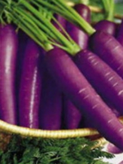 แครอท (Carrot) สีม่วง / 500 เม็ด