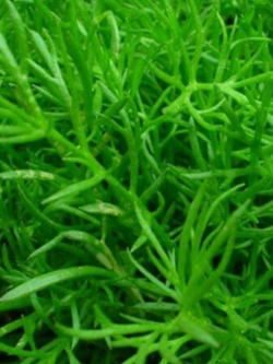 โรสแมรี่ (Rosemary) / 400 เม็ด (China)