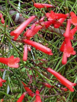 คูเฟียแดง (Red Cuphea) / 10 เม็ด (USA)