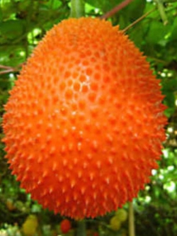 ฟักข้าว (Gac) / 10 เม็ด (นอก)