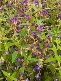 ผักแขยง ผักแขยงนา กะแยงแดง กะแยง กะออม ผักพา / 800 เม็ด *