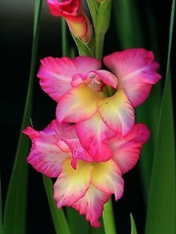 แกลดิโอลัส สีเหลือง-ชมพู / 100 เม็ด